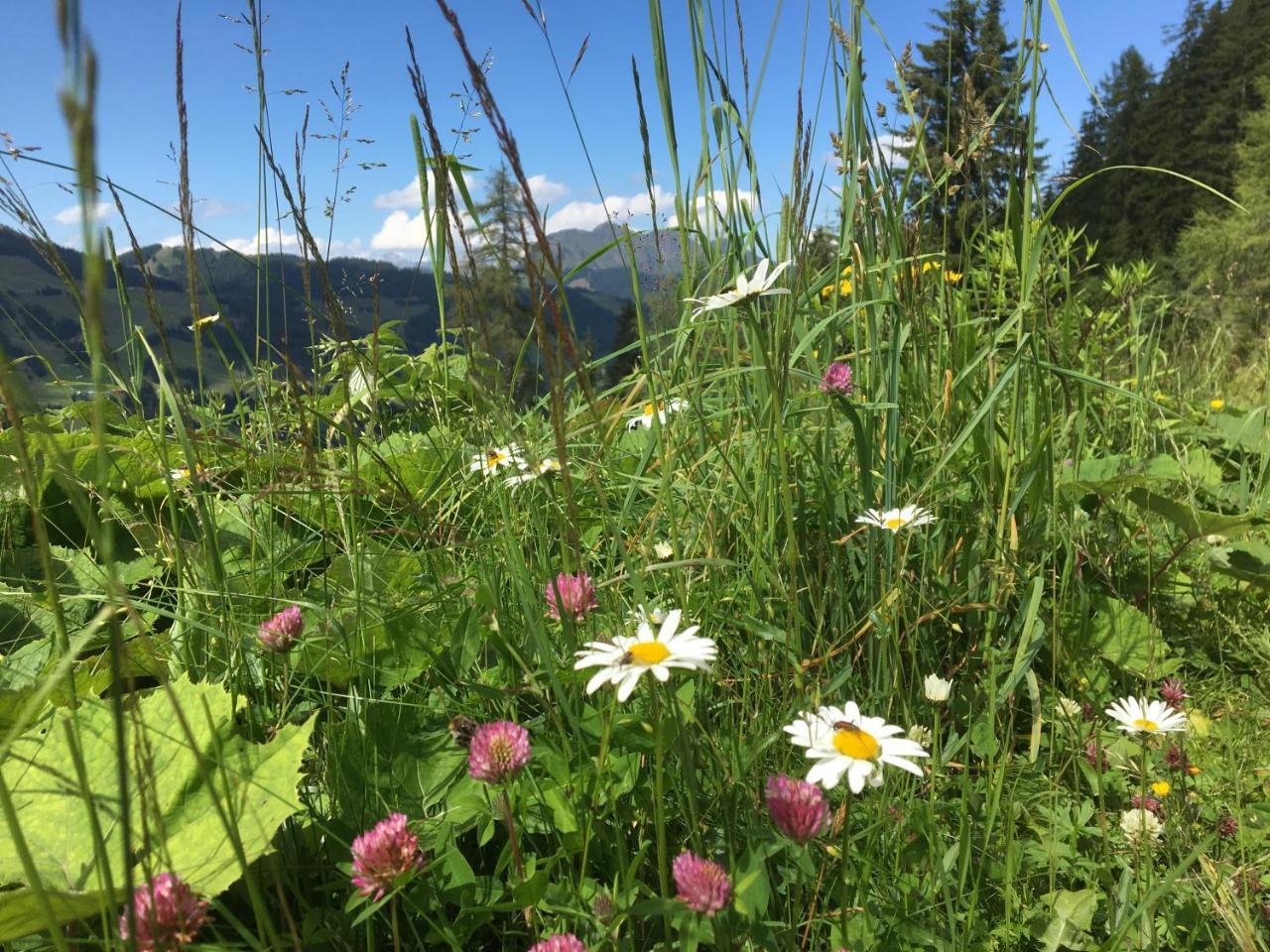Am Zwoelferkogel Appartements ザールバッハ・ヒンターグレム エクステリア 写真